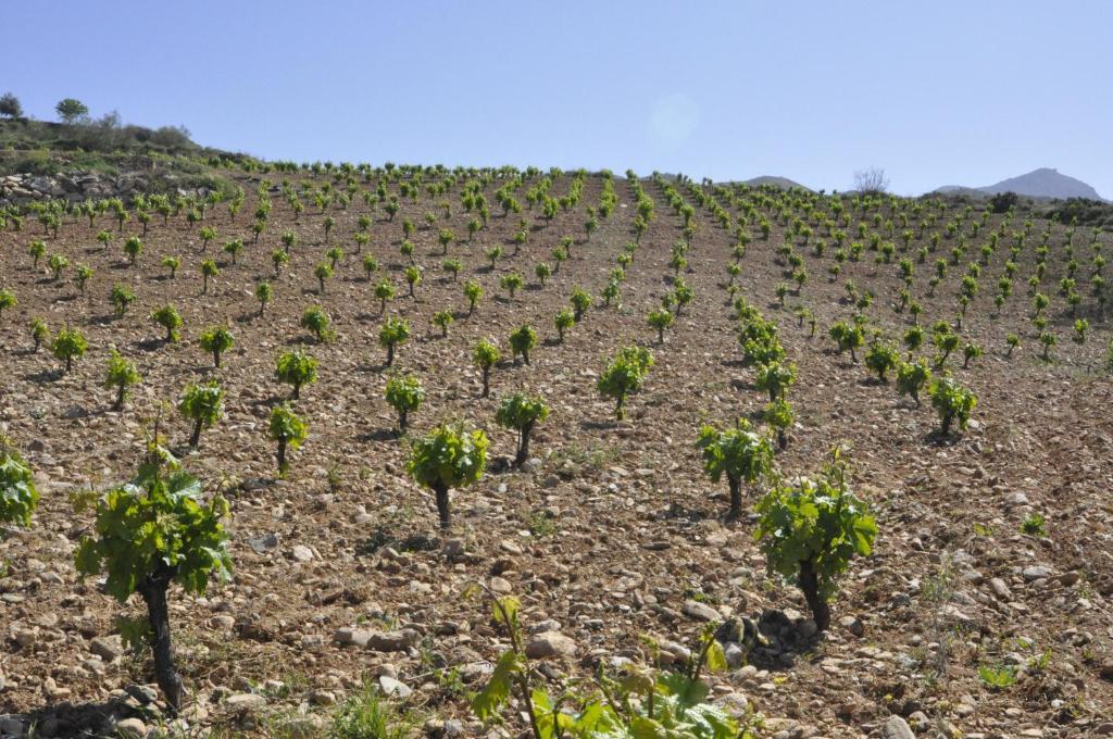 Appartamento Cortijo Pilongo Monachil Esterno foto